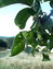 Juglans regia, Walnußbaum, Färbepflanze Juglans regia, Walnußbaum, Färbepflanze, Färberpflanze, Pflanzenfarben, färben, Klostergarten Seligenstadt